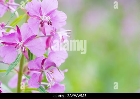 Fleurs de pompier / d'herbes de willowherb (Epilobium angustifolium). Mise au point sélective et faible profondeur de champ. Banque D'Images