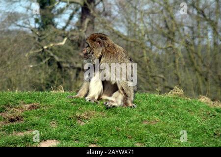 singe sur une colline en forêt Banque D'Images