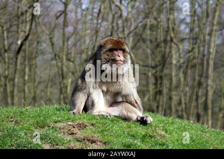 singe sur une colline en forêt Banque D'Images