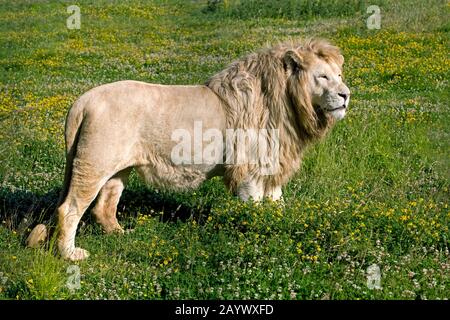 WHITE lion Panthera leo krugensis Banque D'Images