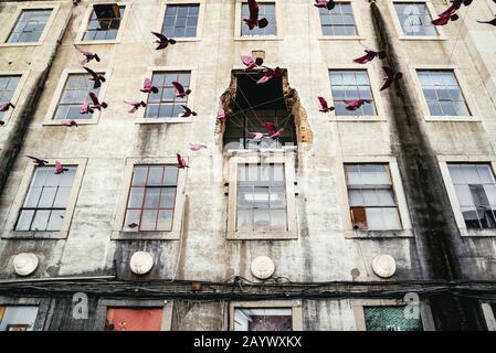 Oiseaux roses colorés volant d'un bâtiment endommagé Banque D'Images