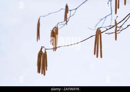 Boucles d'oreilles sur une branche dans la forêt d'hiver Banque D'Images