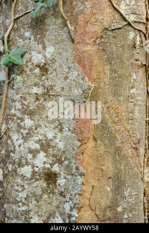 Gros plan sur l'écorce de Sycamore, Acer pseudoplatanus, Pays de Galles, Royaume-Uni Banque D'Images