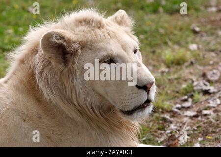 WHITE lion Panthera leo krugensis Banque D'Images