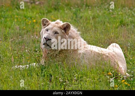 WHITE lion Panthera leo krugensis Banque D'Images