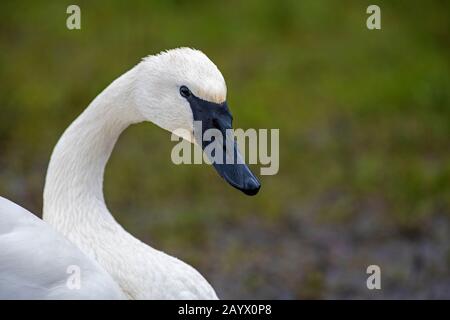 Portrait d'un bucinateur Trumpeter Swan-Cygnus Banque D'Images