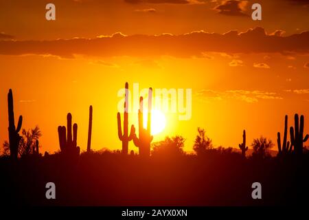 Coucher de soleil silhouetting saguaro cactus dans le désert de Sonoran près de Phoenix Arizona, États-Unis. Banque D'Images