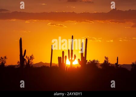 Coucher de soleil silhouetting saguaro cactus dans le désert de Sonoran près de Phoenix Arizona, États-Unis. Banque D'Images