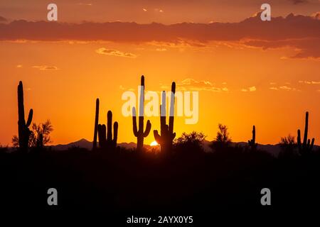 Coucher de soleil silhouetting saguaro cactus dans le désert de Sonoran près de Phoenix Arizona, États-Unis. Banque D'Images