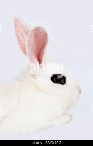 Lapin d'HOTOT NORMANDIE EN FRANCE Banque D'Images