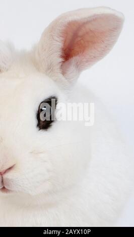 Lapin d'HOTOT NORMANDIE EN FRANCE Banque D'Images