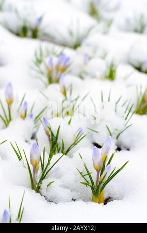 Les fleurs de Crocus émergent à travers la neige au début du printemps Banque D'Images