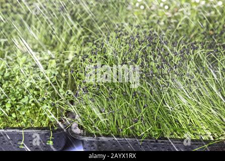 des microgreens sains et verts s'enfilent dans le jardin de la maison Banque D'Images