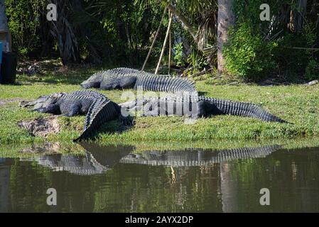 Trois grands alligators se trouvent ensemble dans un pré à côté d'une rive de rivière Banque D'Images