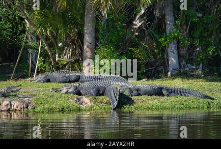 Trois grands alligators se trouvent ensemble dans un pré à côté d'une rive de rivière Banque D'Images