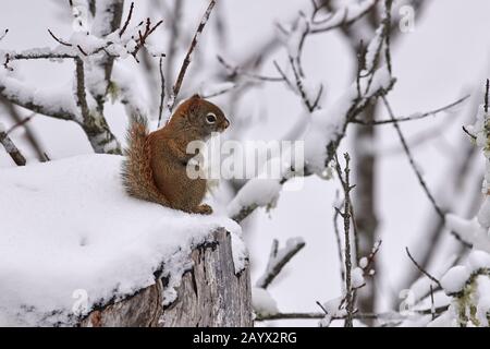 Squirrel rouge (Tamiasciurus hudsonicus) dans la neige, Cherry Hill, Nouvelle-Écosse, Canada, Banque D'Images