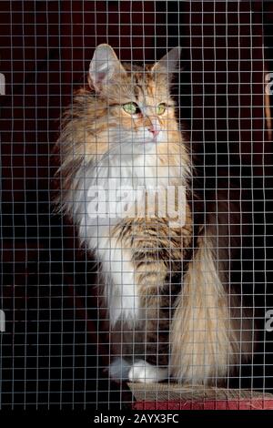 Une gentille femelle de chat de forêt norvégienne assise dans son chat courir dehors Banque D'Images