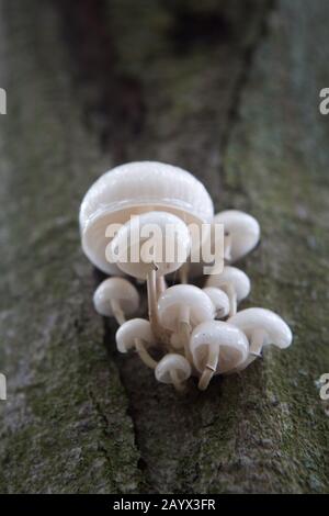 Vue vers le haut d'un groupe de champignons de la porcelaine (Oudansiella mucida) qui poussent sur un tronc d'arbre, Bishops Wood, Magus Muir, St Andrews, Écosse. Banque D'Images