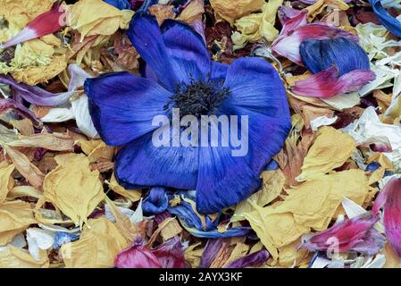 une seule fleur isolée de rose d'orange avec tige et feuilles, les beaux-arts encore la vie vintage peinture style macro du centre d'une fleur ouverte Banque D'Images