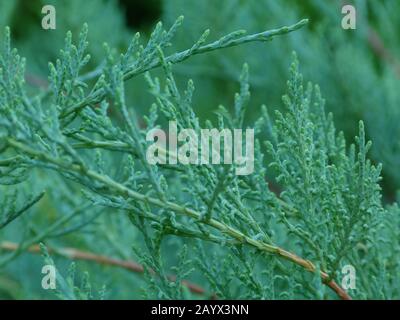 Créer Juniper en couleur bleu argent dans une mise au point sélective avec un fond flou doux . Détail gros plan de la branche Cypress. Vue à faible angle. Fraîcheur. Banque D'Images