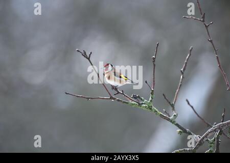 Le goldfinch européen est assis et économise de l'énergie en hiver assis sur une branche d'arbres Banque D'Images