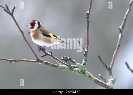 Le goldfinch européen est assis et économise de l'énergie en hiver assis sur une branche d'arbres Banque D'Images