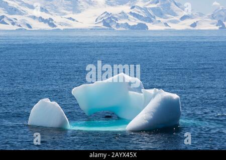 Un pingouin de Chinstrap (Pygoscelis antarcticus) par un iceberg au large de BDaily Head, île de tromperie, Antarctique. Banque D'Images