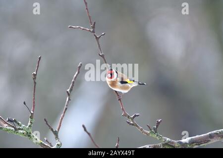 Le goldfinch européen est assis et économise de l'énergie en hiver assis sur une branche d'arbres Banque D'Images