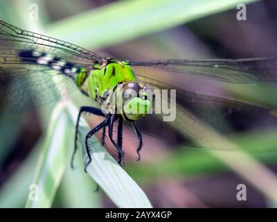 L'Est de l'Pondhawk libellule, Erythemis simplicicollis, macro. Banque D'Images