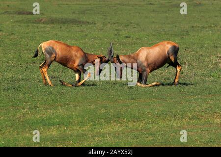 Topi, damaliscus korrigum, les mâles se battre, parc de Masai Mara au Kenya Banque D'Images