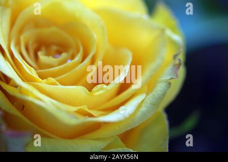 Rose jaune Close-up Banque D'Images