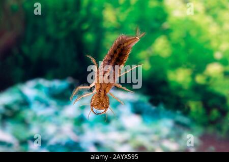 Du grand, Dytiscus marginalis, larve dans l'eau, Normandie Banque D'Images