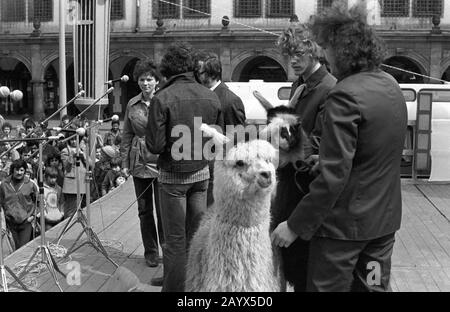 01 mai 1979, Brandebourg, Leipzig: Après la manifestation du 1er mai 1979 à Leipzig sur le Ring, dans le "GDR appelé la Journée internationale De Lutte et de vacances des Ouvriers pour la paix et le socialisme", un festival public avec des spectacles sur scène a lieu dans le centre ville de Leipzig, Voici un Lama du zoo de Leipzig. Photo : Volksmar Heinz/dpa-Zentralbild/ZB Banque D'Images