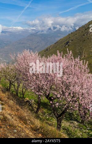 Fleurs d'amandiers, fleurs d'amandiers, fleurs d'amandiers, Prunus dulcis, avec Sierra Nevada montagnes dans le dos à Andalousie, Espagne en février Banque D'Images