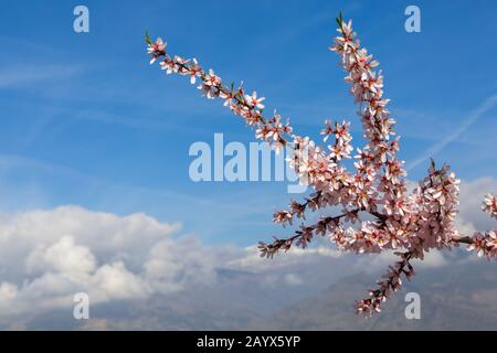 Fleurs d'amandiers, fleurs d'amandiers, fleurs d'amandiers, Prunus dulcis, avec Sierra Nevada montagnes dans le dos à Andalousie, Espagne en février Banque D'Images