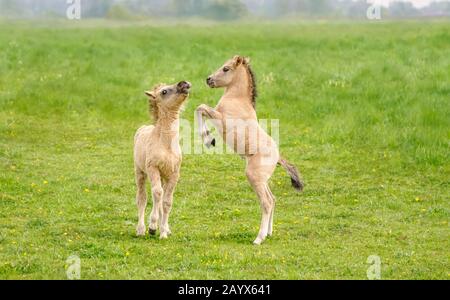 Deux poules Konik colorées de Dun mignent jouer et élever, une race de cheval primitive polonaise vit dans la réserve naturelle de Rug, Roosteren, Pays-Bas Banque D'Images