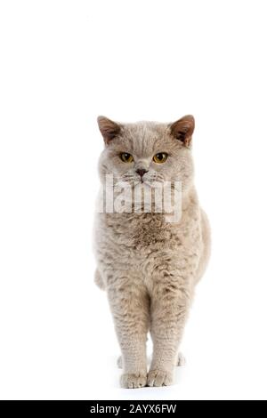 Lilas British Shorthair Dometic Cat, Homme Debout Contre Fond Blanc Banque D'Images