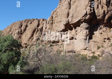 Paysage désertique avec cactus Saguaro, Palo Verde et arbres et arbustes Evergreen sur un flanc de montagne en grès à Superior, Arizona, États-Unis Banque D'Images