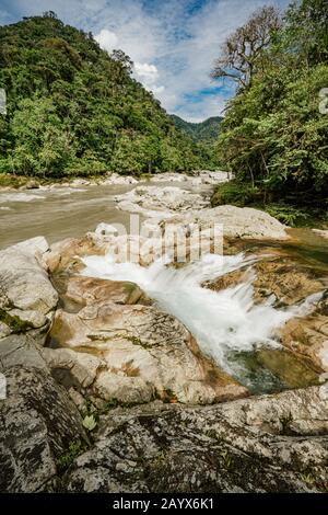 Forêt tropicale, Eduador Banque D'Images