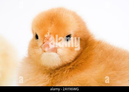 Chick contre fond blanc Banque D'Images