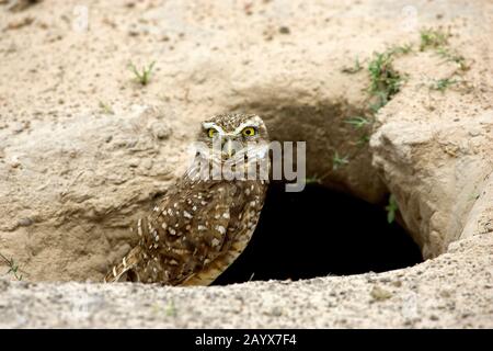 Emprunt Owl, athene cunicularia, Adulte debout à Den Entrance, Los Lianos au Venezuela Banque D'Images