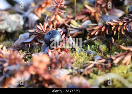 Mûre unique ou mûre mûre trouvée à l'automne dans la toundra arctique près d'Arviat, au Nunavut Banque D'Images