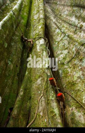 Une vigne avec des fleurs rouges sur un arbre avec des racines de soutien dans la forêt tropicale à la rivière Maranon dans le bassin de la rivière Amazone péruvienne près d'Iquitos. Banque D'Images