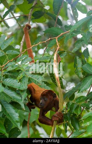 Un singe Howler (genre Alouatta monotypique dans la sous-famille Alouattinae) accroché à l'arbre avec queue de la queue de la rivière Maranon dans l'Amazonie péruvienne Banque D'Images