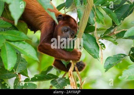 Un singe Howler (genre Alouatta monotypique dans la sous-famille Alouattinae) accroché à l'arbre de la rivière Maranon dans le bassin péruvien de la rivière Amazone près de Iqu Banque D'Images