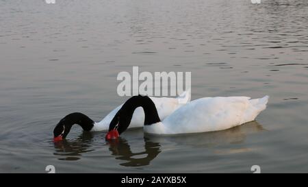 Style de vie romantique des lacs Banque D'Images