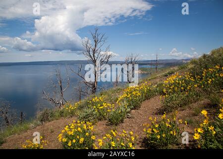 Vue sur le lac Yellowstone avec des arbres morts d'un feu passé et des fleurs sauvages jaunes vives sur le remblai du parc national de Yellowstone, Banque D'Images