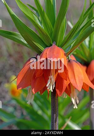 Couronne impériale à fleurs, Fritillaria imperialis, au printemps Banque D'Images