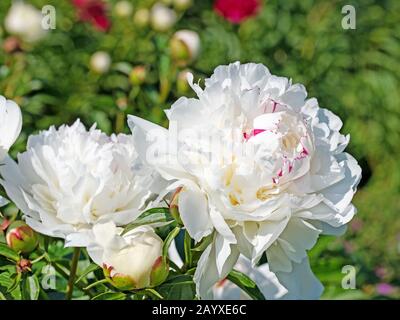 Pivoines blanches dans le jardin Banque D'Images