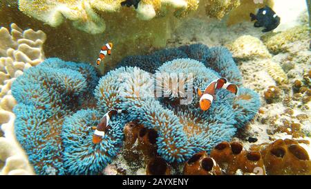 Anémone de mer et poisson clown sur la barrière de corail, les poissons tropicaux. Monde sous-marin, la plongée et la plongée avec tuba sur les récifs coralliens. Des coraux durs et mous paysage sous-marin Banque D'Images